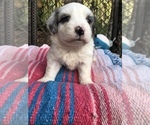Small Photo #12 Bichon Frise Puppy For Sale in MONTECITO, CA, USA