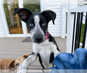 Pointer-Unknown Mix Dogs for adoption in Woodbury, NY, USA