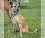 Small #2 German Shepherd Dog Mix