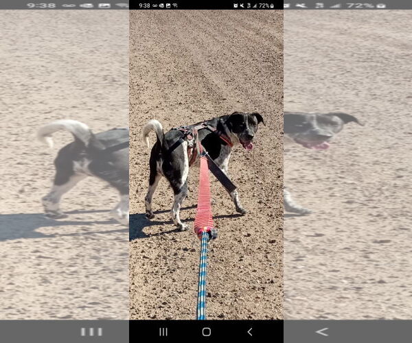 Medium Photo #2 Australian Cattle Dog-Unknown Mix Puppy For Sale in Chandler, AZ, USA