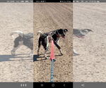 Small #1 Australian Cattle Dog Mix
