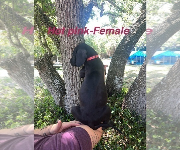 Medium Photo #15 Great Dane Puppy For Sale in FORT DENAUD, FL, USA