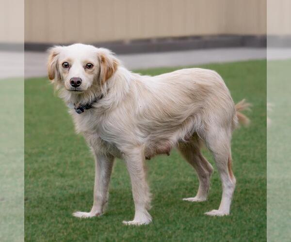 Medium Photo #3 Colonial Cocker Spaniel-Poodle (Miniature) Mix Puppy For Sale in San Diego, CA, USA