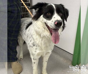 Border-Aussie Dogs for adoption in Washington, DC, USA