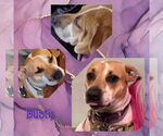 Small #1 American Pit Bull Terrier Mix