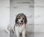 Small Photo #9 Poodle (Standard) Puppy For Sale in ELGIN, TX, USA