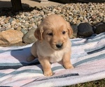 Puppy 2 Golden Retriever