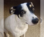 Small #2 Pointer-Rat Terrier Mix