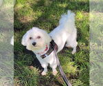 Small #2 Maltese