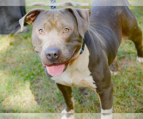 Medium Photo #2 American Staffordshire Terrier Puppy For Sale in Tallahassee, FL, USA