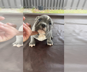 American Bully Puppy for Sale in WEST PALM BEACH, Florida USA