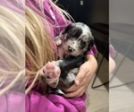 Small Photo #14 Aussiedoodle-Bernedoodle Mix Puppy For Sale in BELTON, SC, USA