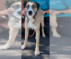 Siberian Husky-Unknown Mix Dogs for adoption in Woodland Hills, CA, USA