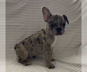 French Bulldog Puppy for sale in JOHNS ISLAND, SC, USA