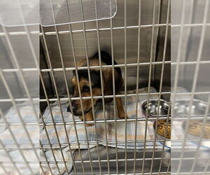 Beagle Dogs for adoption in Decatur, IL, USA
