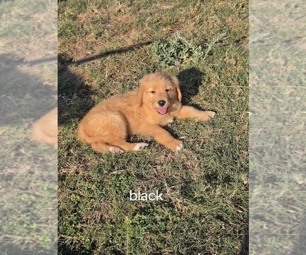 Medium Photo #4 Golden Retriever Puppy For Sale in EXETER, CA, USA