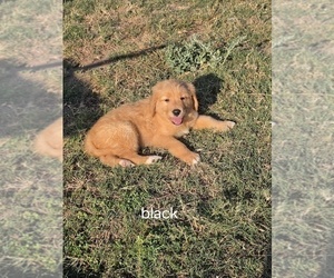 Medium Golden Retriever