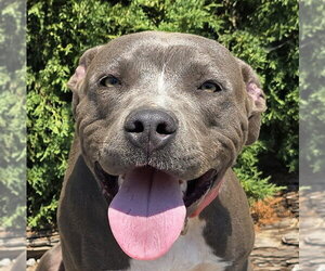 American Staffordshire Terrier Dogs for adoption in Albuquerque, NM, USA