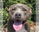 Small American Staffordshire Terrier