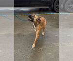 Small #1 German Shepherd Dog Mix