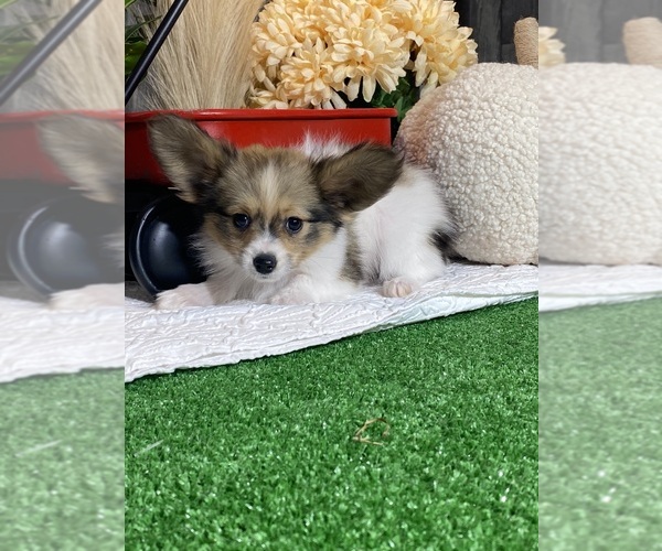 Medium Photo #4 Papillon Puppy For Sale in CANOGA, NY, USA