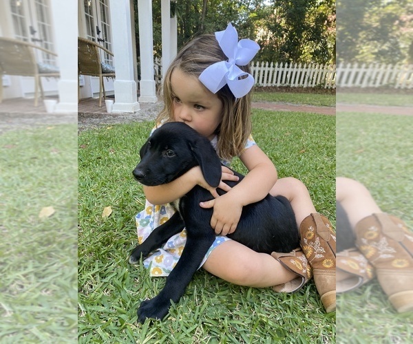 Medium Photo #2 Golden Labrador Puppy For Sale in MIDWAY, GA, USA