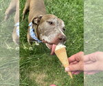 Small #5 American Pit Bull Terrier Mix