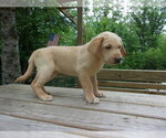 Small Photo #5 Labrador Retriever Puppy For Sale in MIDLAND, MI, USA