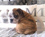 Small Photo #4 Bulldog Puppy For Sale in GLENDALE, AZ, USA