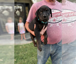 Puppy Louie Cane Corso-Doberman Pinscher Mix