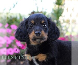 Dachshund Puppy for sale in LITITZ, PA, USA