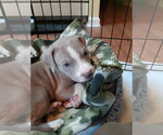Small #12 Mutt