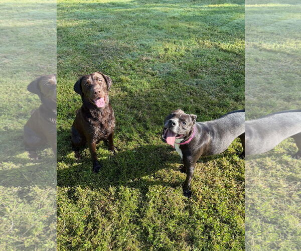 Medium Photo #2 Boxer-Unknown Mix Puppy For Sale in Germantown, OH, USA