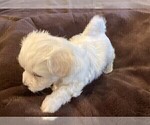 Small Photo #5 Bichon Frise Puppy For Sale in FORT WORTH, TX, USA