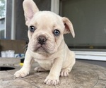 Puppy Karen French Bulldog