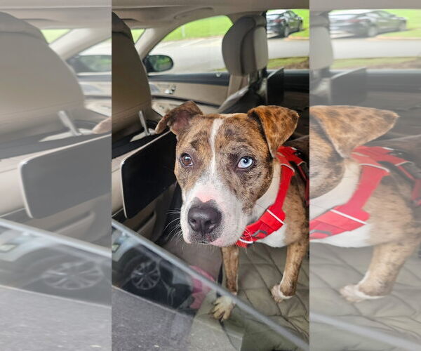 Medium Photo #3 Staffordshire Bull Terrier-Unknown Mix Puppy For Sale in Greensboro, NC, USA