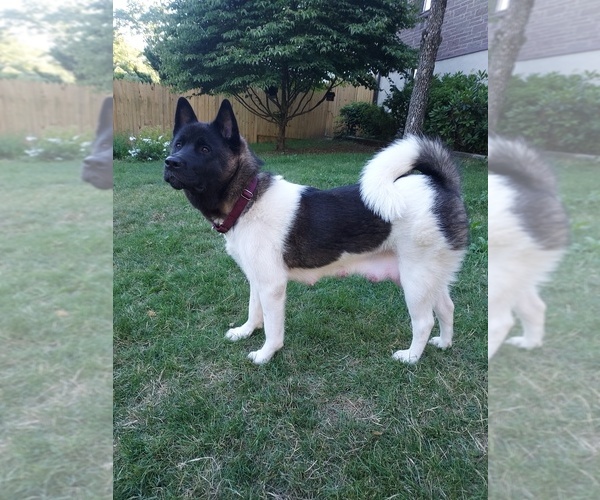 Medium Photo #6 Akita Puppy For Sale in JOHNSTOWN, PA, USA