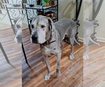 Small #1 Great Dane