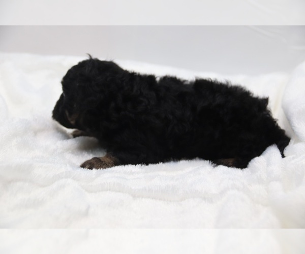 Medium Photo #44 Cockapoo Puppy For Sale in RIPLEY, TN, USA