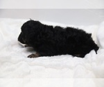 Small Photo #44 Cockapoo Puppy For Sale in RIPLEY, TN, USA