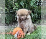 Image preview for Ad Listing. Nickname: Zeus