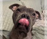Small #1 Mutt