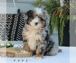 Small #3 Bernedoodle (Miniature)