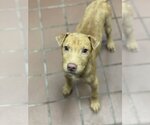 Small Photo #2 Retriever -Unknown Mix Puppy For Sale in Jefferson, NJ, USA