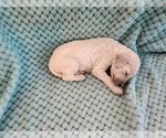 Small Photo #53 Poodle (Standard) Puppy For Sale in CLAYTON, WA, USA
