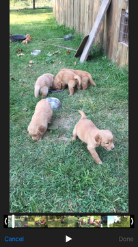 Medium Photo #1 Golden Retriever Puppy For Sale in KANSAS CITY, MO, USA