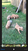 Small Photo #1 Golden Retriever Puppy For Sale in KANSAS CITY, MO, USA