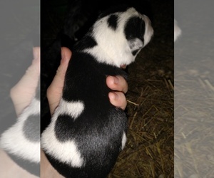 Australian Cattle Dog Puppy for sale in LOWVILLE, NY, USA