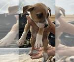 Small American Pit Bull Terrier