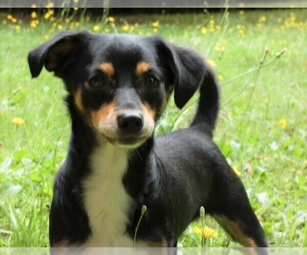 Medium Photo #9 Chilier Puppy For Sale in Arlington, WA, USA